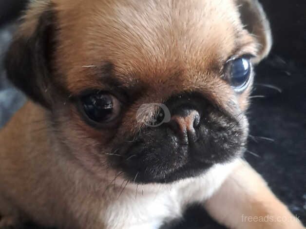 4 male pugs for sale in County Durham - Image 4