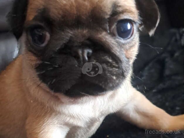 4 male pugs for sale in County Durham - Image 5