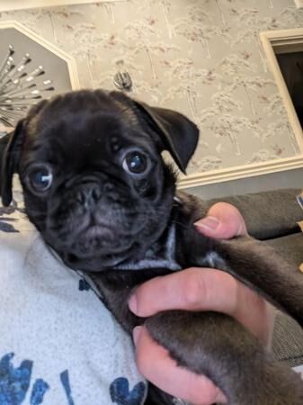 4 Silver pug puppies READY NOW! for sale in Woodford Halse, Northamptonshire