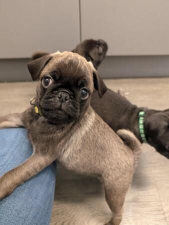 4 Silver pug puppies READY NOW! for sale in Woodford Halse, Northamptonshire - Image 2