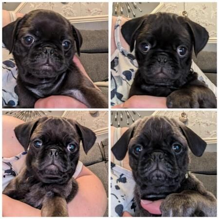 4 Silver pug puppies READY NOW! for sale in Woodford Halse, Northamptonshire - Image 3