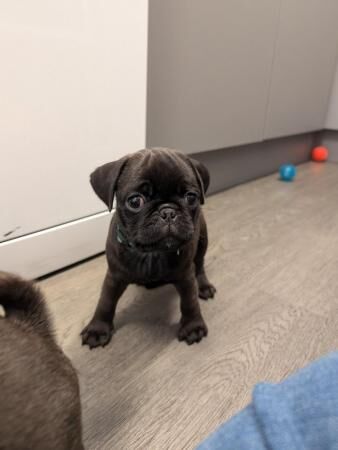 4 Silver pug puppies READY NOW! for sale in Woodford Halse, Northamptonshire - Image 4