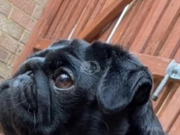 4 year old black pug for sale in St Albans, Hertfordshire - Image 1