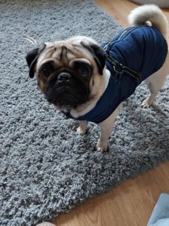 4 Year Old Fawn Male Pug for sale in Halifax, West Yorkshire