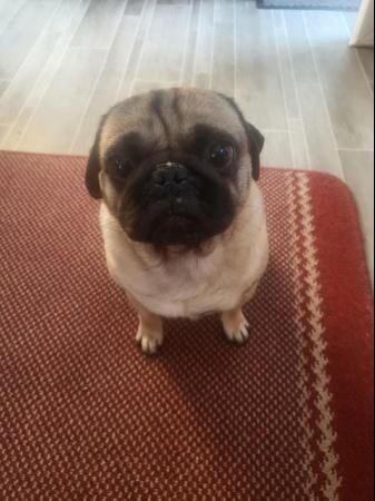 4 Year Old Fawn Male Pug for sale in Halifax, West Yorkshire - Image 2