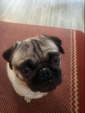 4 Year Old Fawn Male Pug for sale in Halifax, West Yorkshire - Image 3