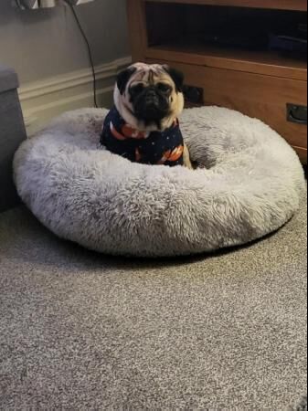 4 Year Old Fawn Male Pug for sale in Halifax, West Yorkshire - Image 4