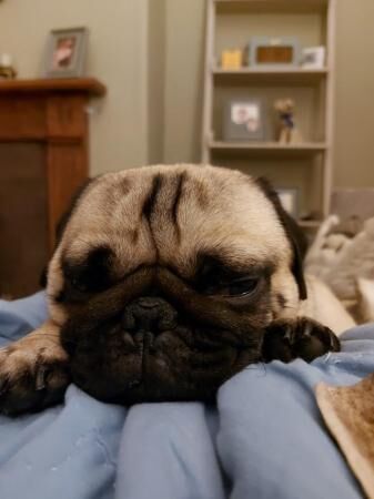 4 Year Old Fawn Male Pug for sale in Halifax, West Yorkshire - Image 5