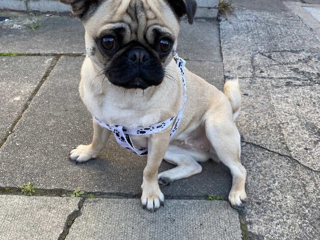 4 year old pug for sale in Liverpool, Merseyside