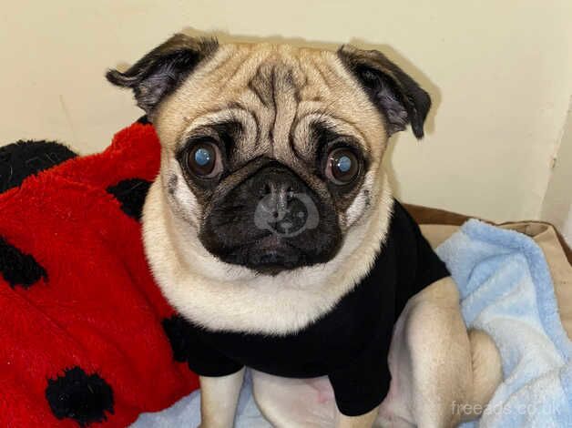 4 year old pug for sale in Liverpool, Merseyside - Image 2