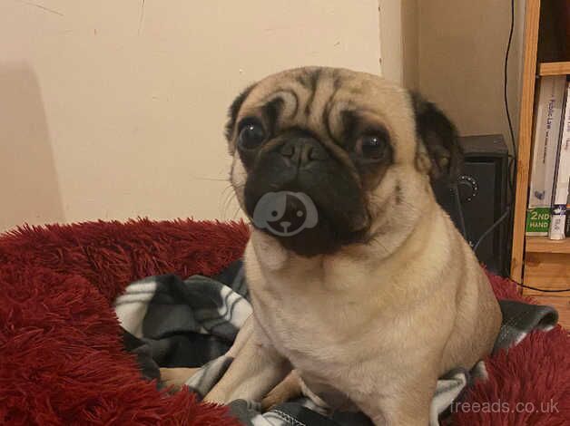 4 year old pug for sale in Liverpool, Merseyside - Image 3