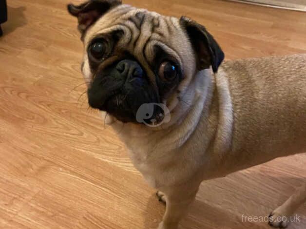 4 year old pug for sale in Liverpool, Merseyside - Image 4