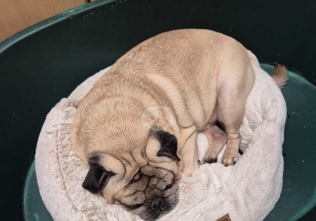 4ry old pug for sale in Manchester, Greater Manchester