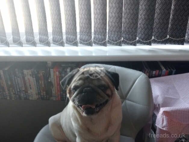 4yr old pug light brown for sale in Manchester, Greater Manchester - Image 1