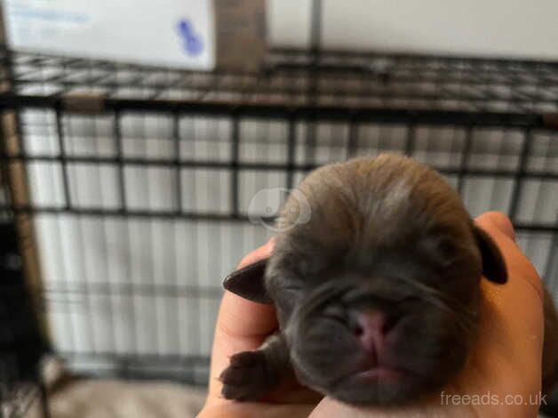 6 beautiful pure pug puppies for sale in Woking, Surrey - Image 4