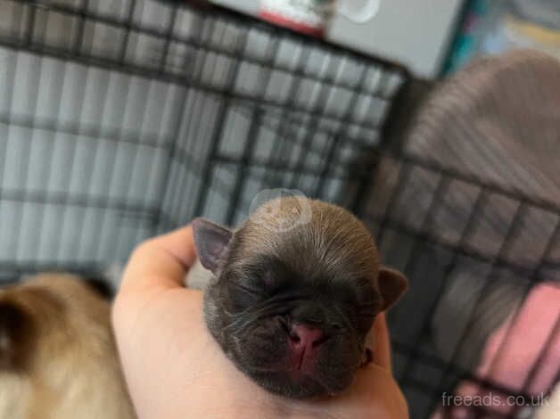 6 beautiful pure pug puppies for sale in Woking, Surrey - Image 5