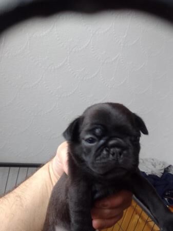 5 Little Black Pups for sale one little lady and fore boys for sale in Fleetwood, Lancashire - Image 1