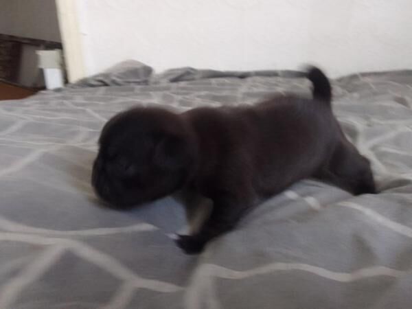 5 Little Black Pups for sale one little lady and fore boys for sale in Fleetwood, Lancashire - Image 2