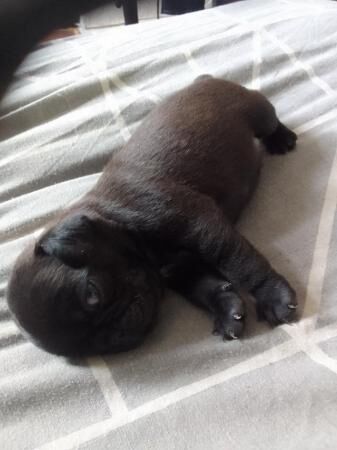 5 Little Black Pups for sale one little lady and fore boys for sale in Fleetwood, Lancashire - Image 4