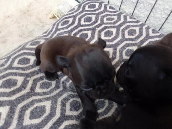 5 Little Black Pups for sale one little lady and fore boys for sale in Fleetwood, Lancashire - Image 5