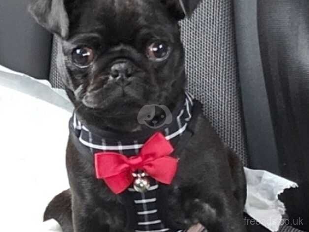 5 month old male pug for sale in Dundee, Dundee City - Image 1