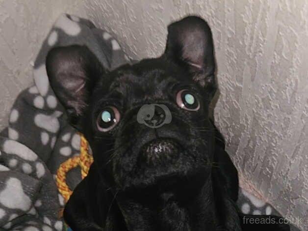 5 month old male pug for sale in Dundee, Dundee City - Image 3