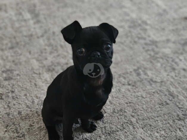 5 month old male pug for sale in Dundee, Dundee City - Image 5