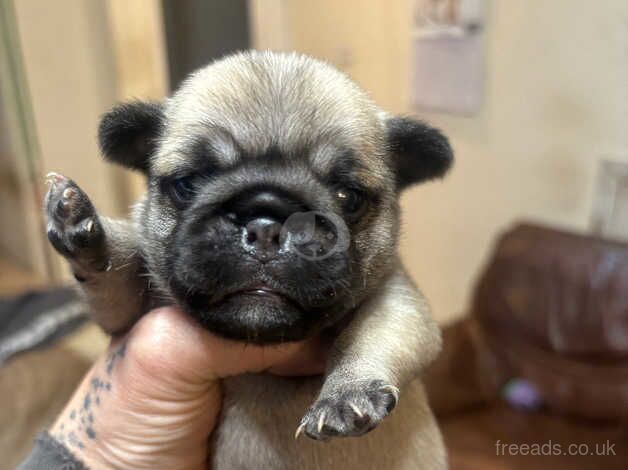 5 pug puppies 3 girls & 2 boys for sale in Lincoln, Lincolnshire - Image 2