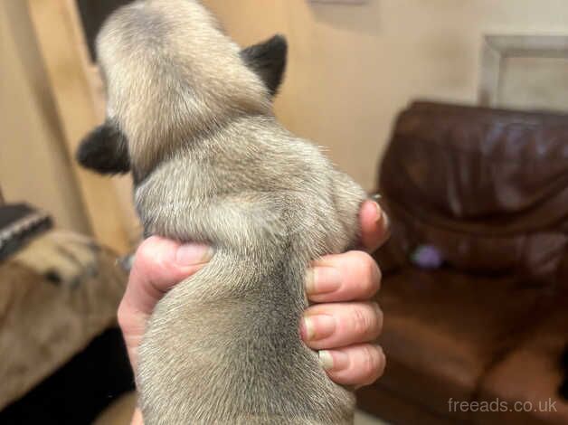 5 pug puppies 3 girls & 2 boys for sale in Lincoln, Lincolnshire - Image 3