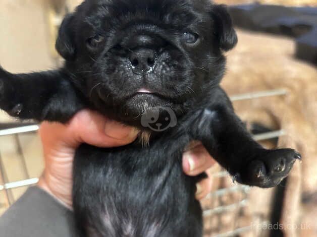 5 pug puppies 3 girls & 2 boys for sale in Lincoln, Lincolnshire - Image 4