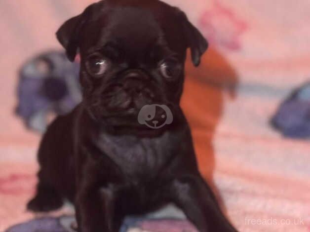 5 STUNNING AND HEALTHY BLACK PUG PUPPIES for sale in Canvey Island, Essex