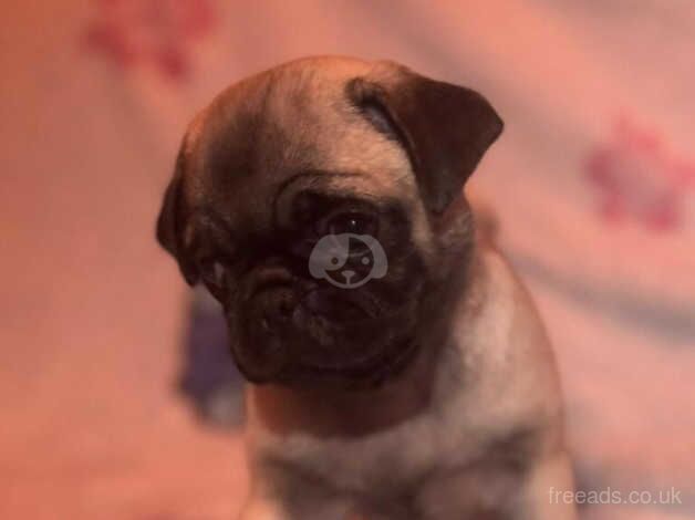 5 STUNNING AND HEALTHY BLACK PUG PUPPIES for sale in Canvey Island, Essex - Image 2