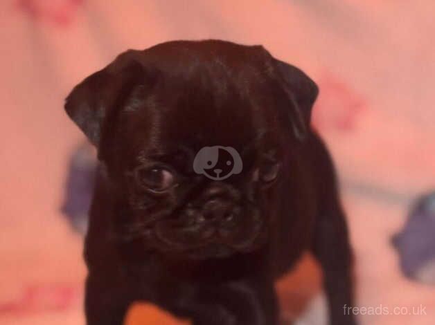 5 STUNNING AND HEALTHY BLACK PUG PUPPIES for sale in Canvey Island, Essex - Image 3