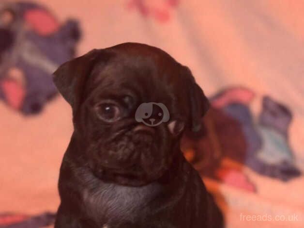 5 STUNNING AND HEALTHY BLACK PUG PUPPIES for sale in Canvey Island, Essex - Image 4