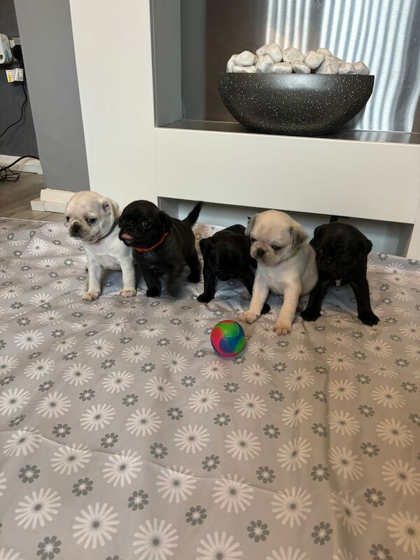 Pugs for sale in Trentham, Staffordshire