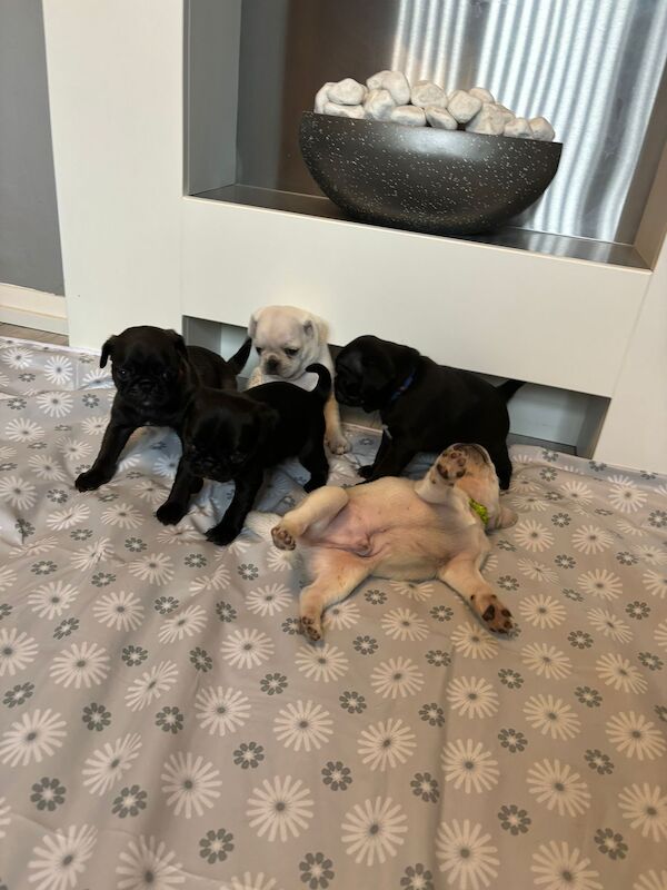 Only 1 left now rare charcoal Stunning KC registered pug puppies from health tested parents for sale in Trentham, Staffordshire - Image 2