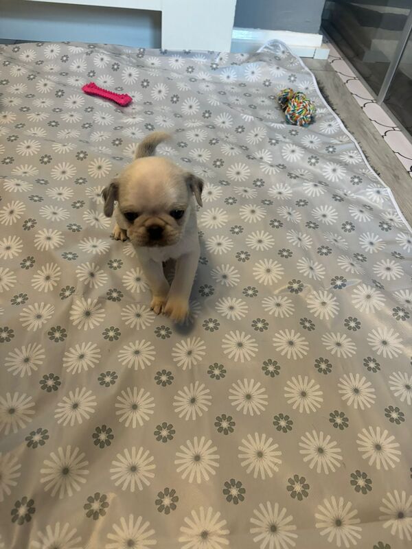 Pug Puppies for sale