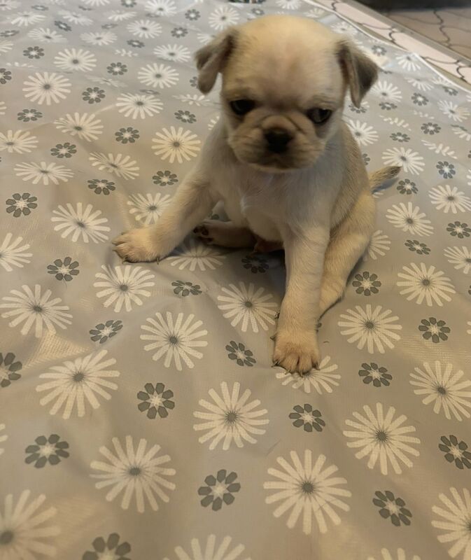 Only 1 left now rare charcoal Stunning KC registered pug puppies from health tested parents for sale in Trentham, Staffordshire - Image 6