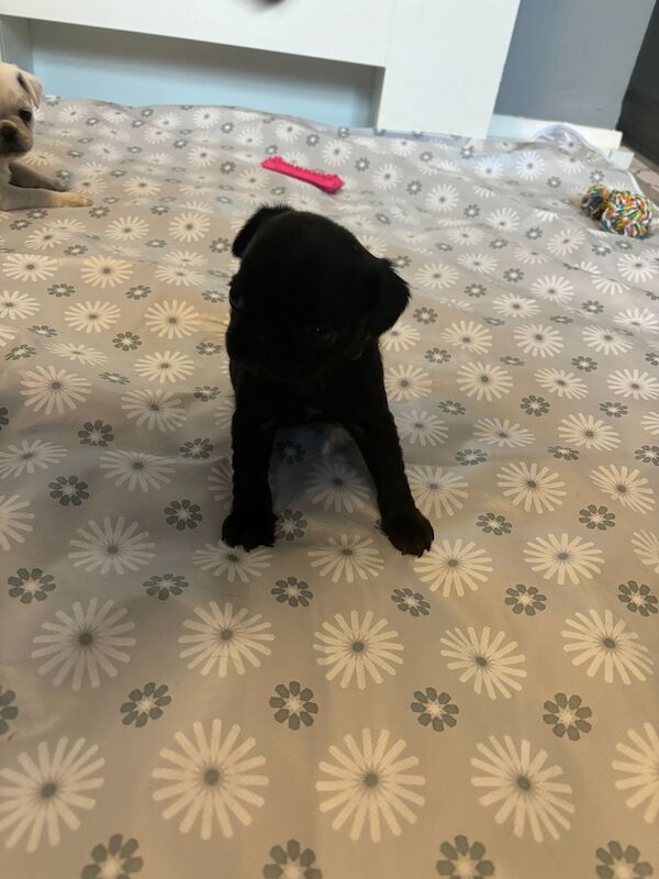 Only 1 left now rare charcoal Stunning KC registered pug puppies from health tested parents for sale in Trentham, Staffordshire - Image 7