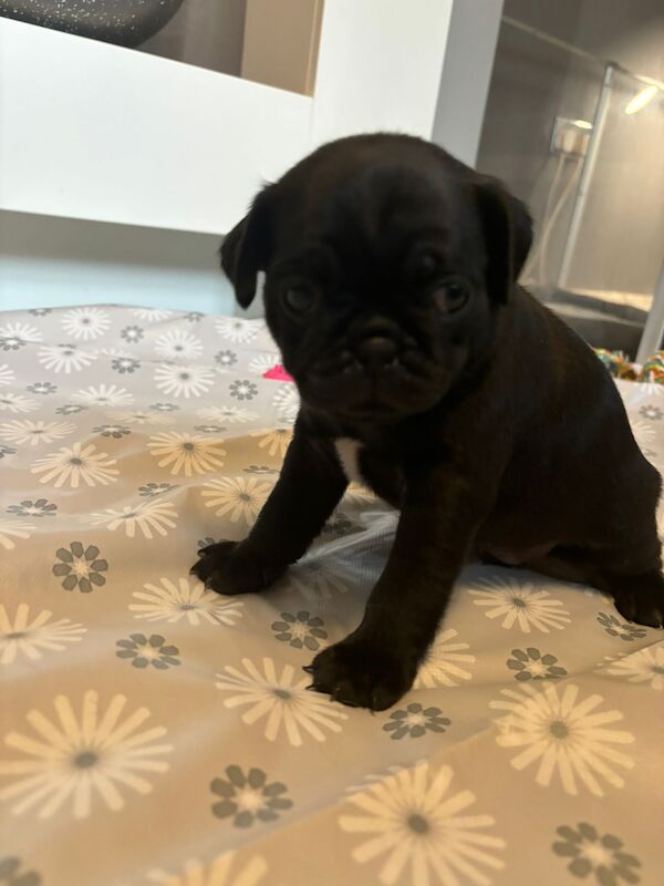 Only 1 left now rare charcoal Stunning KC registered pug puppies from health tested parents for sale in Trentham, Staffordshire - Image 9