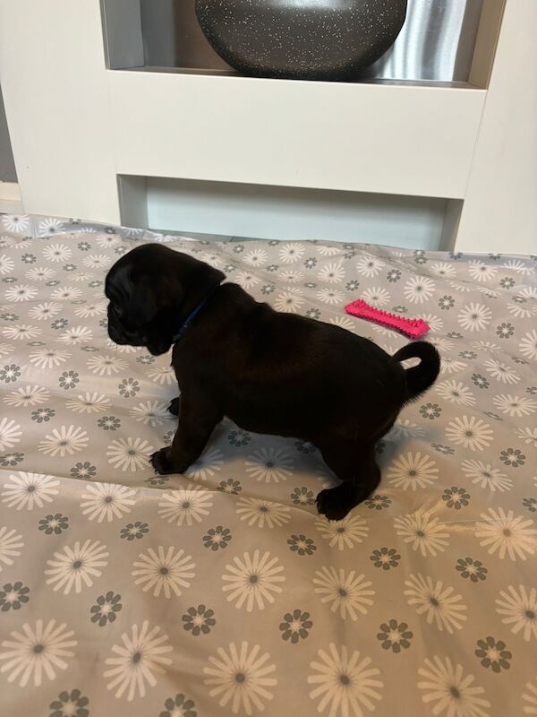 Only 1 left now rare charcoal Stunning KC registered pug puppies from health tested parents for sale in Trentham, Staffordshire - Image 10