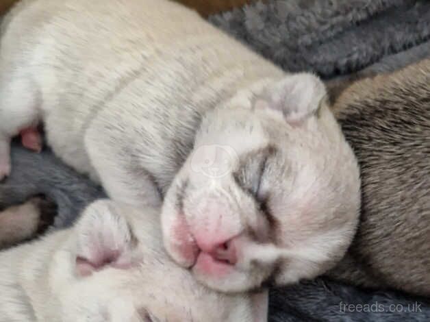 6 adorable pugs puppys for sale in Stockton-on-Tees, County Durham - Image 1