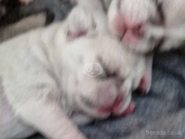 6 adorable pugs puppys for sale in Stockton-on-Tees, County Durham - Image 2