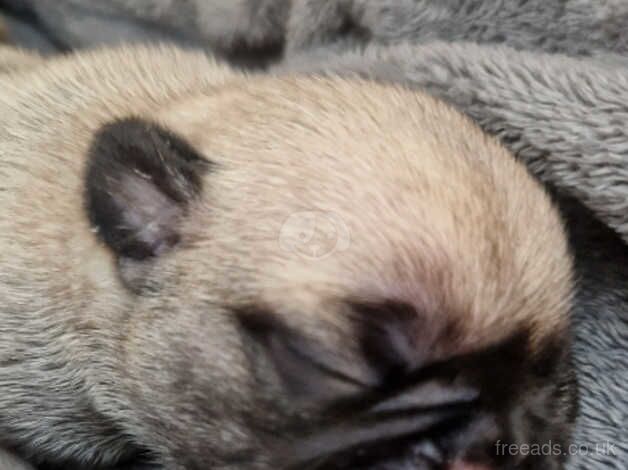 6 adorable pugs puppys for sale in Stockton-on-Tees, County Durham - Image 3