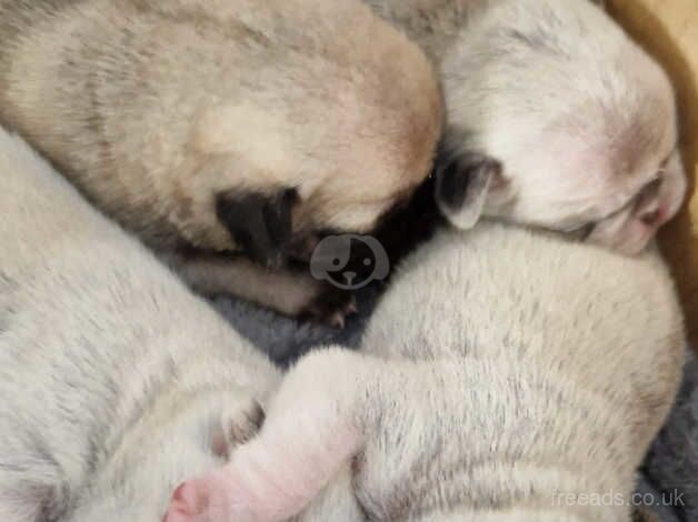 6 adorable pugs puppys for sale in Stockton-on-Tees, County Durham - Image 4