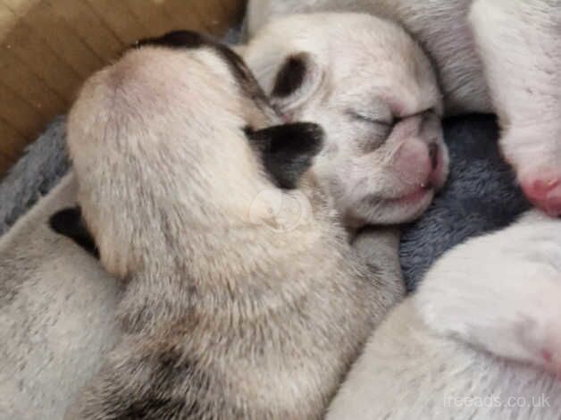 6 adorable pugs puppys for sale in Stockton-on-Tees, County Durham - Image 5