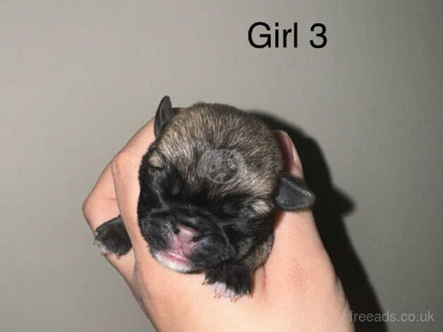 6 GORGEOUS PUG PUPPIES LEFT for sale in Blackwood, North Lanarkshire