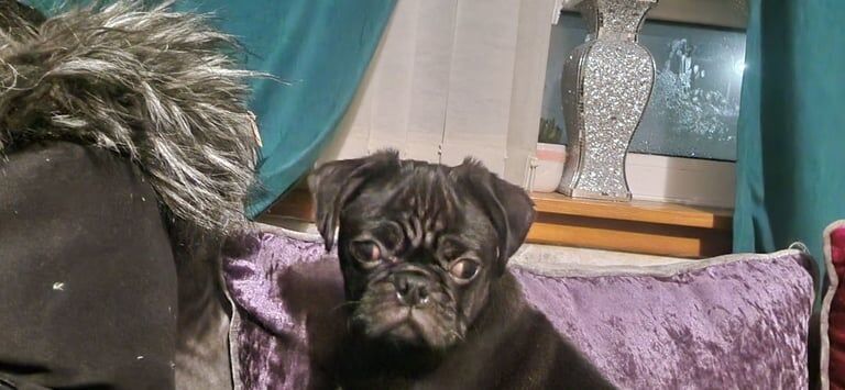 6 months old pug for sale in Dumbarton, West Dunbartonshire