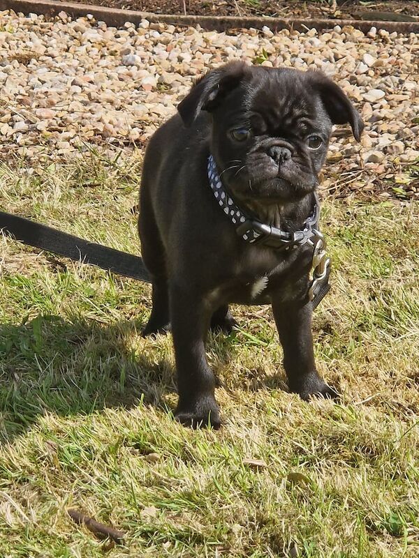 6 months old pug for sale in Dumbarton, West Dunbartonshire - Image 2