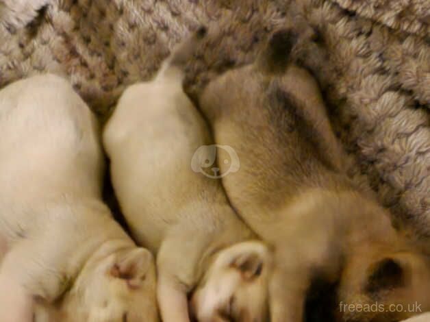 6 pug puppies for sale in Stockton-on-Tees, County Durham - Image 3